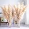 Tall Pampas Grass 10PCS Boho Decor Natural Home Decor(Beige,natural)